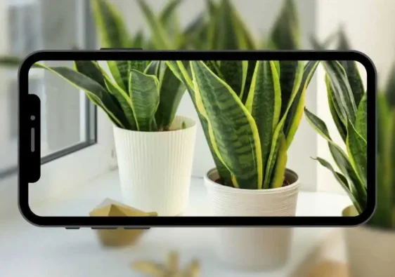 identificar-plantas