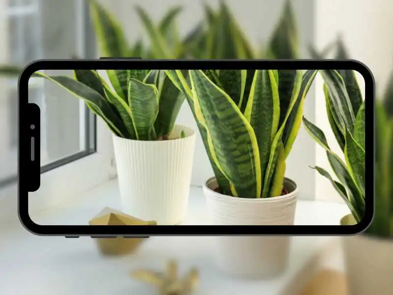 identificar-plantas