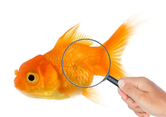 detectar peixes